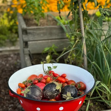 Homestead At Stefka's