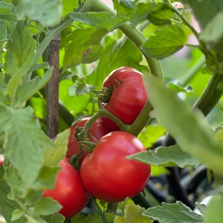 Homestead At Stefka's Mokronog