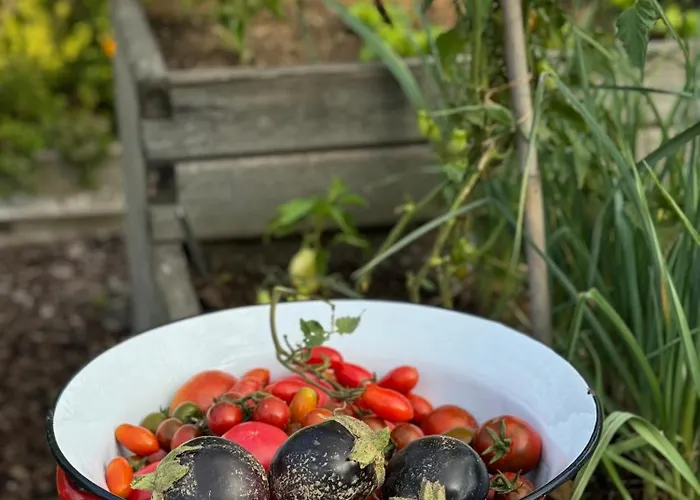 Homestead At Stefka's
