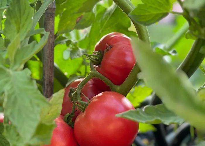 Homestead At Stefka's Mokronog